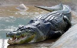 Επιστροφη κροκόδειλων στην Κούβα